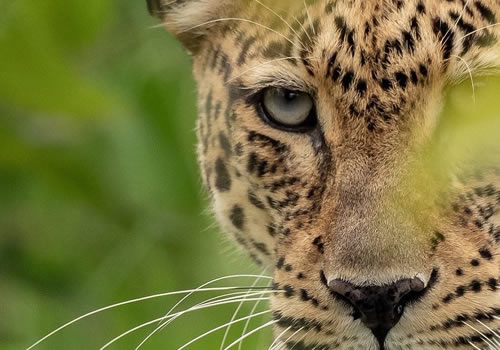 A Leopard is one of Africa's Big Five