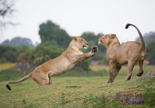 Lioness playing