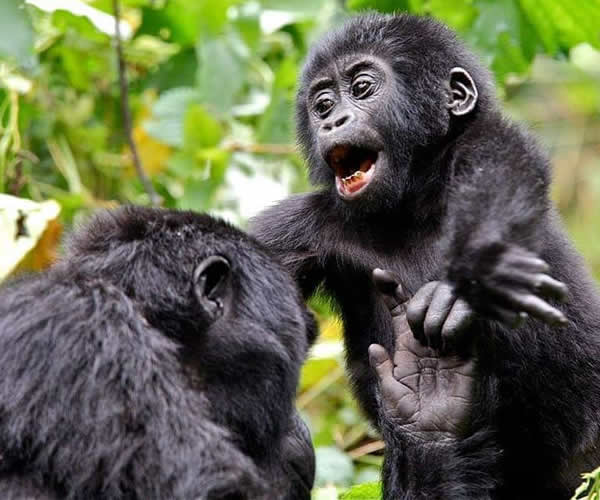 Mountain Gorillas playing with her kid