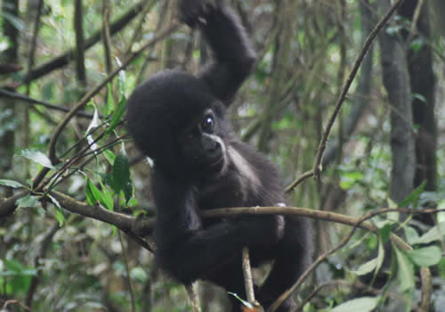 Rwanda Gorillas - young gorilla